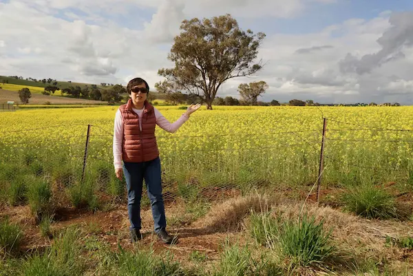 Canola (3)